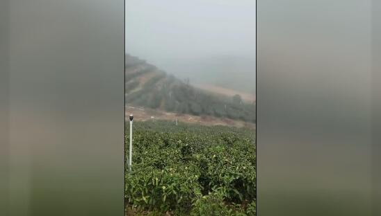 facebook在线茶山视频